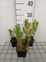 Lysimachia thyrsiflora   pot 9x9 cm  