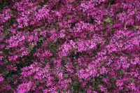 Lythrum virgatum 'Rose Queen'   pot 9x9 cm  