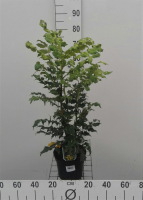 Mahonia japonica   pot   30 50 cm