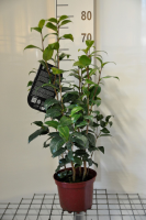 Camellia japonica rood   pot 3L   50 60 cm