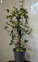 Chaenomeles speciosa 'Orange Storm'   pot 12L   100 125 cm