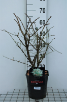 Euonymus alatus   pot 5L   40 50 cm