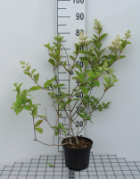 Hydrangea paniculata 'Pink Diamond'   pot   40 50 cm