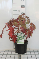 Hydrangea quercifolia 'Hqopr010' (Ice Crystal)   pot   30 40 cm  