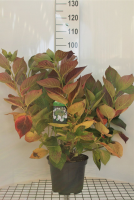 Hydrangea macrophylla 'Libelle'   pot 10L   40 60 cm