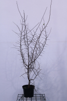 Prunus spinosa   pot 4L   100 125 cm