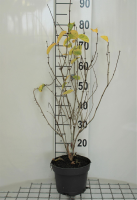 Lonicera tatarica 'Hack's Red'   pot   40 60 cm