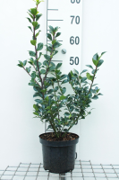 Ilex x meserveae 'Hachfee' (Heckenfee)   pot   40 60 cm