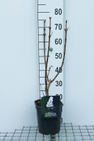 Syringa vulgaris 'Krasavitsa Moskvy' (Beauty of Moscow)   pot   50 60 cm
