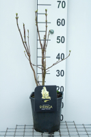 Syringa vulgaris 'Primrose' (Sterntaler)   pot   50 60 cm