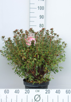 Azalea japonica   oranje   pot 10L   50 60 cm