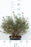 Azalea japonica   paars   pot 10L   50 60 cm