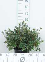 Azalea japonica   rood   pot 10L   50 60 cm
