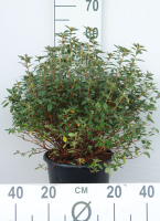 Azalea japonica   roze   pot 10L   50 60 cm