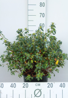 Azalea japonica   wit   pot 10L   50 60 cm