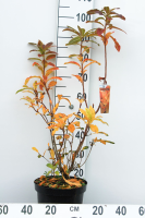 Azalea knaphill   geel   pot 7,5L   80+ cm