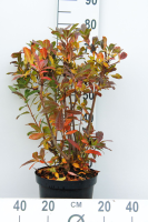 Azalea knaphill   oranje   pot 7,5L   80+ cm