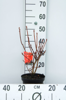 Rhododendron 'Knaphill Red'   pot   40 50 cm