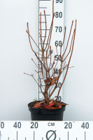 Rhododendron 'Knap Hill Pink'   pot 7,5L   80+ cm