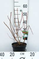 Azalea knaphill   wit   pot   40 50 cm