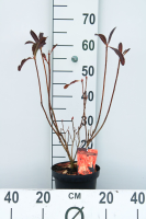 Rhododendron molle   pot   40 50 cm