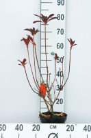 Azalea mollis   rood   pot   40 50 cm  