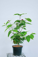 Calycanthus x raulstonii 'Hartlage Wine'   pot 12L   80 100 cm