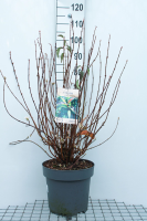 Viburnum farreri 'December Dwarf'   pot 12L   60 80 cm