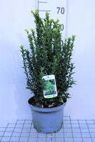 Euonymus japonicus 'Green Spire'   pot 5L   40 60 cm  