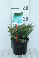Juniperus horizontalis 'Blue Chip'   pot   25 30 cm