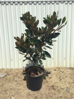 Magnolia grandiflora 'Little Gem'   pot   60 80 cm