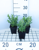 Lythrum salicaria   pot 9x9 cm  