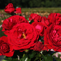 Rosa 'Korelamba' (Bordeaux)   blote wortel