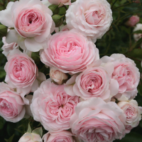 Rosa 'Kordodo' (Larissa)   blote wortel