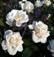 Rosa 'Korvanaber' (Lions Rose)   blote wortel