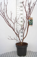 Cornus controversa 'Pagoda'   pot 12L   100 125 cm