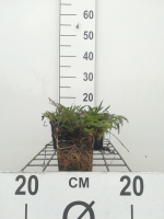 Achillea millefolium 'Cerise Queen'   pot 9x9 cm (Duizendblad 'Cerise Queen')  