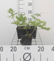Myrrhis odorata   pot 9x9 cm (Roomse Kervel / 'Doorlevende Kervel')  