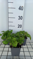 Viola odorata   pot 9x9 cm (Maarts viooltje)  