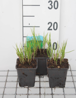 Carex muskingumensis   pot 9x9 cm