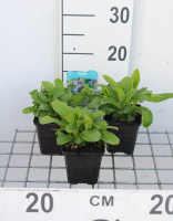 Lobelia siphilitica   pot 9x9 cm  