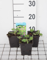 Geranium palustre   pot 9x9 cm