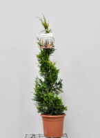 X Cupressocyparis leylandii 'Gold Rider'   pot 9L   spiraalvorm