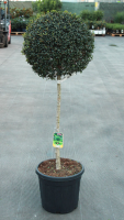 Ligustrum delavayanum   pot 30L   halfstam boom