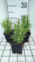Rozemarijn   pot 9x9 cm (Rosmarinus officinalis)  
