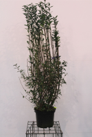 Ligustrum vulgare   pot 12L   125 150 cm
