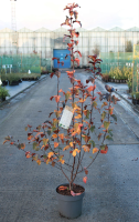 Malus toringo 'Scarlett'   pot 12L   100 125 cm