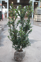 Ilex x meserveae 'Hecken Star'   aardekluit   80 100 cm