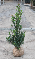 Ilex x meserveae 'Heckenstar'   aardekluit   100 125 cm