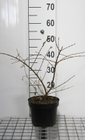 Ligustrum obtusifolium 'Massif'   pot   25 30 cm